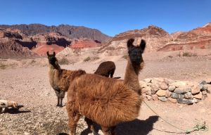 View All Photos for redspokes' Argentina Cycling Holiday Tour